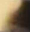 gul